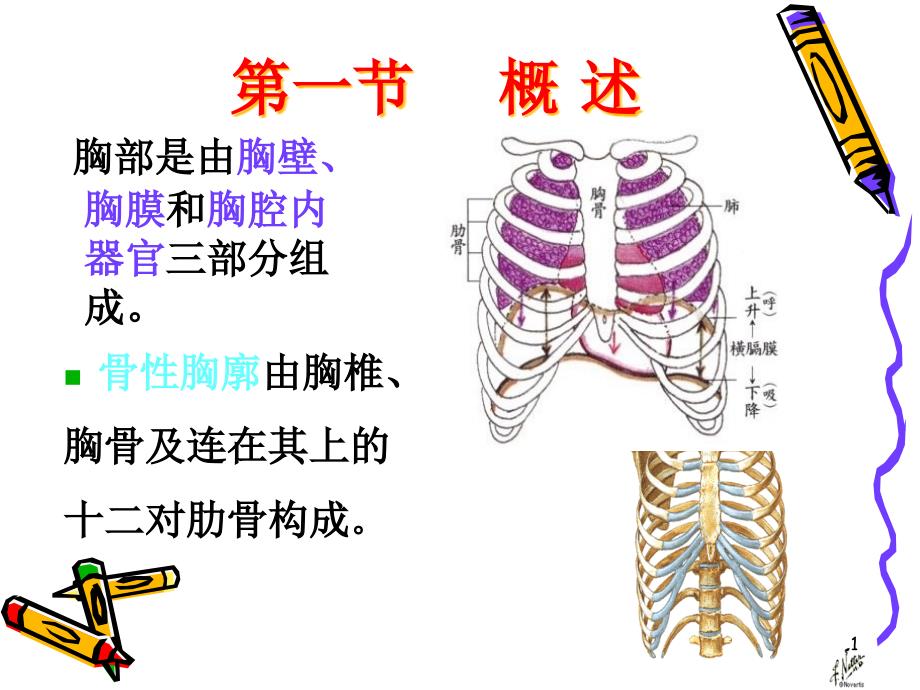 气胸、血胸病人的护理课件_第1页