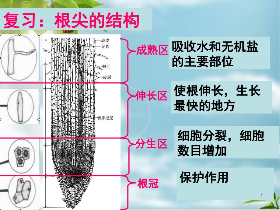 第二节、根对水分的吸收分析课件_第1页