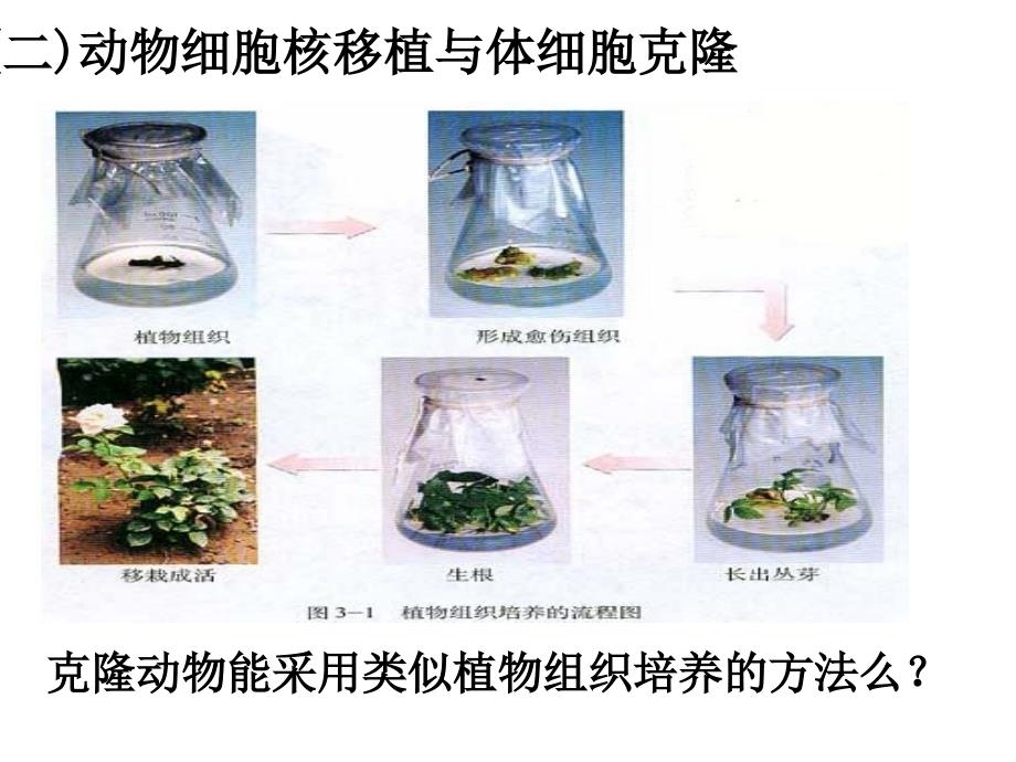 核移植技术与克隆动物课件_第1页