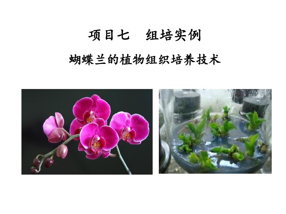 植物组织培养项目七--蝴蝶兰的组培技术课件_第1页