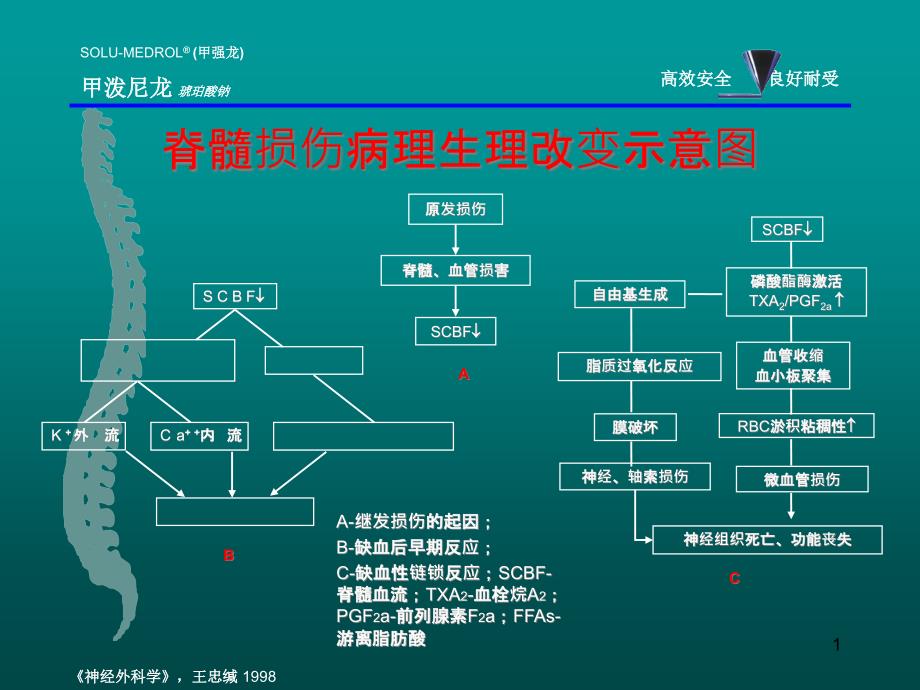 甲强龙脊髓损伤课件_第1页