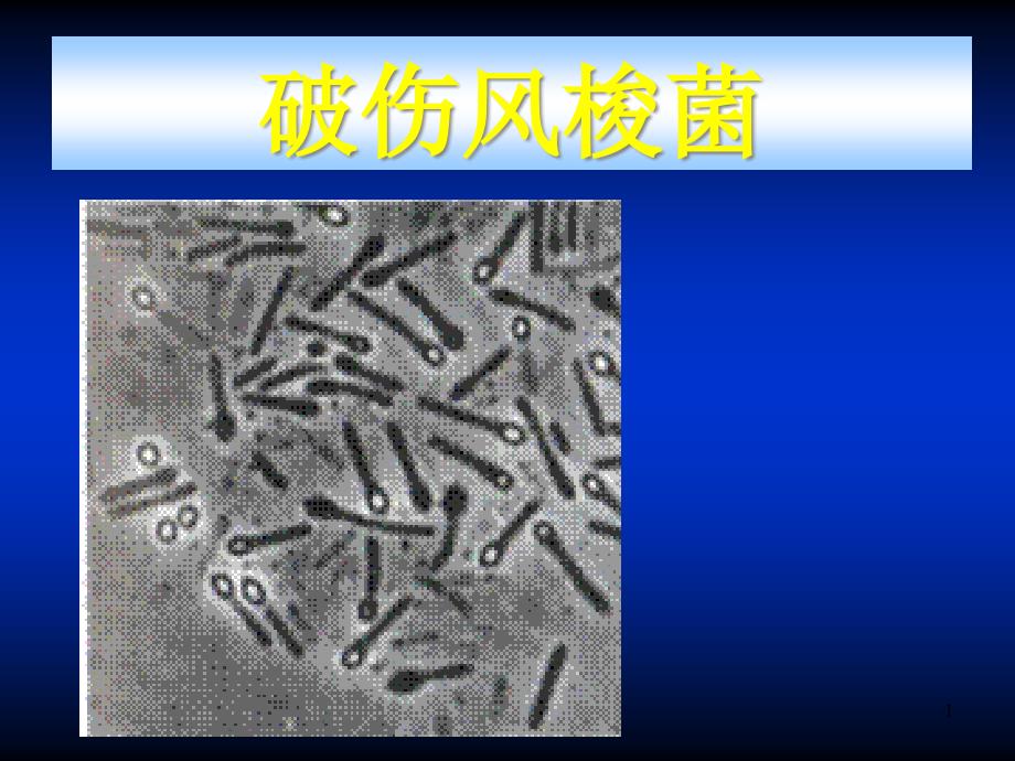 破伤风梭菌课件_第1页