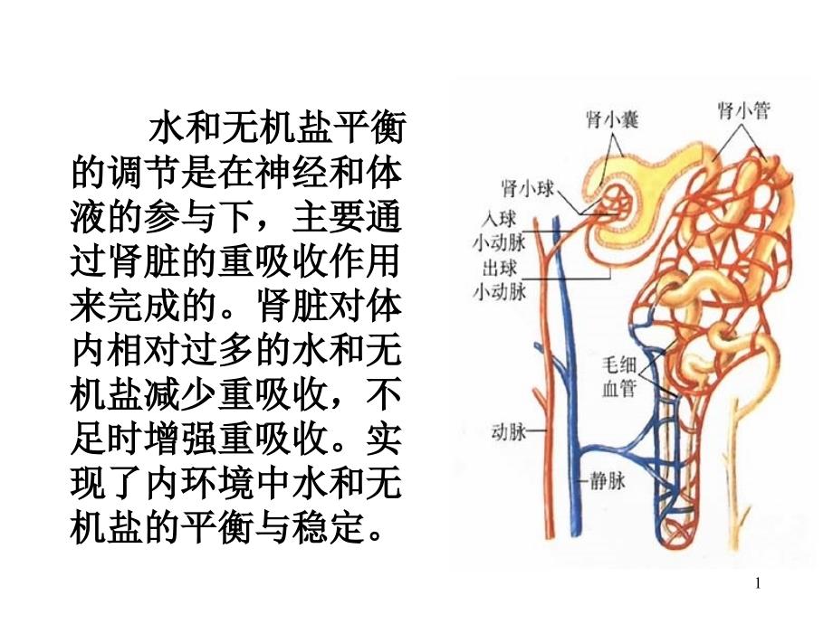 水和无机盐平衡的调节-课件_第1页