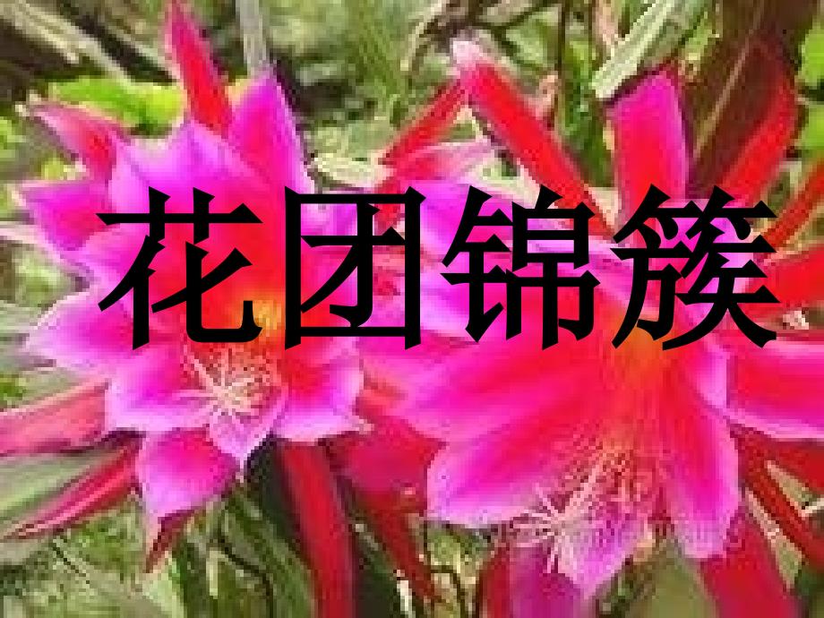 湘教版美术四下《花团锦簇》课件_第1页