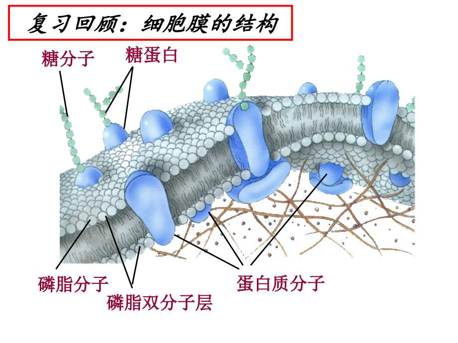 物质跨膜运输的方式54-人教课标版课件_第1页