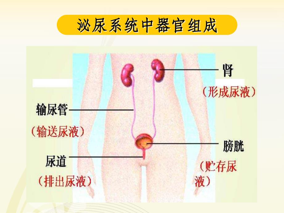 学前儿童的泌尿系统的特点及保育课件_第1页