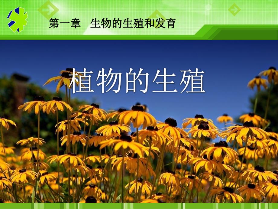 植物的生殖-生物的生殖和发育教学课件4_第1页