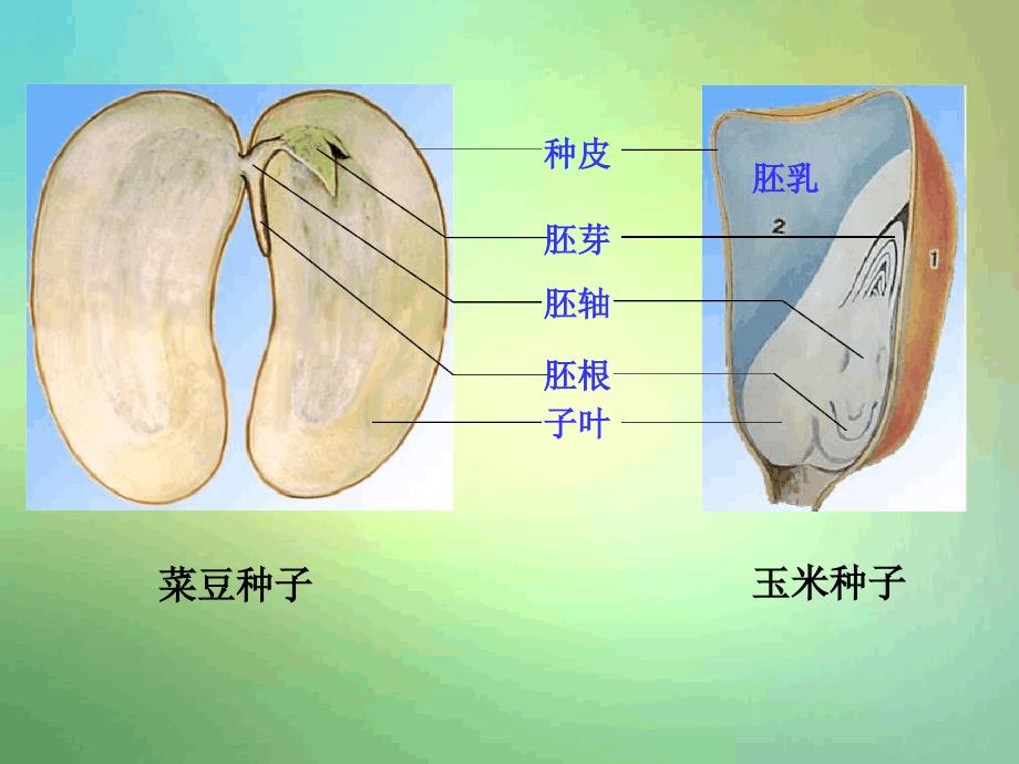 济南版生物八年级上册第四节种子的萌发课件_第1页