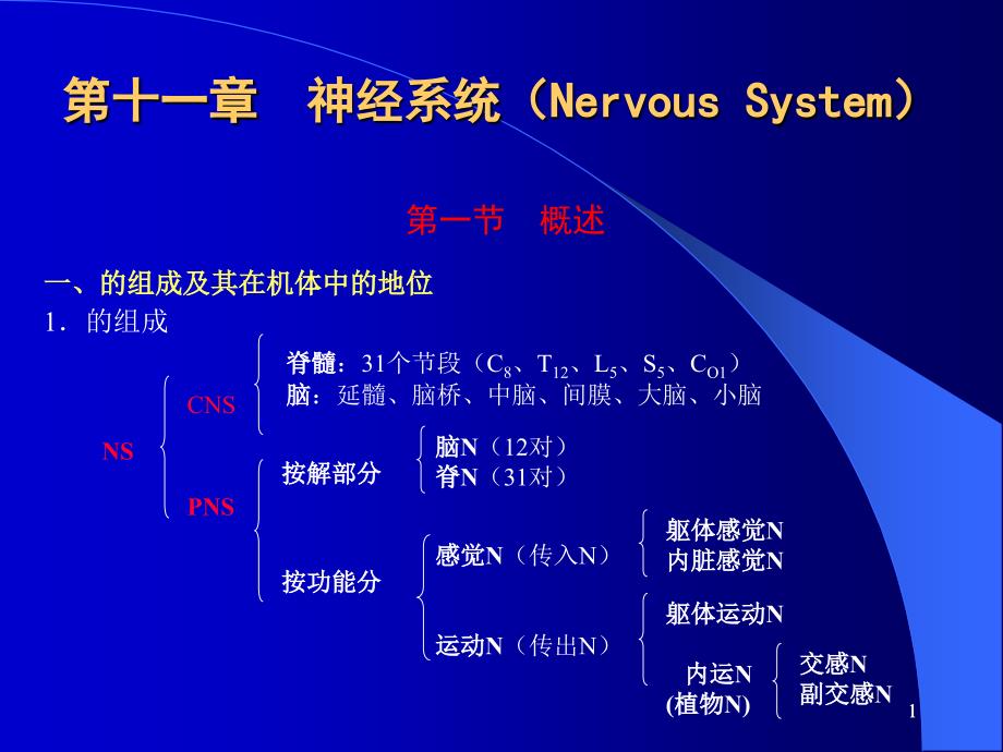 人体组织解剖-神经系统(Nervous-System)课件_第1页