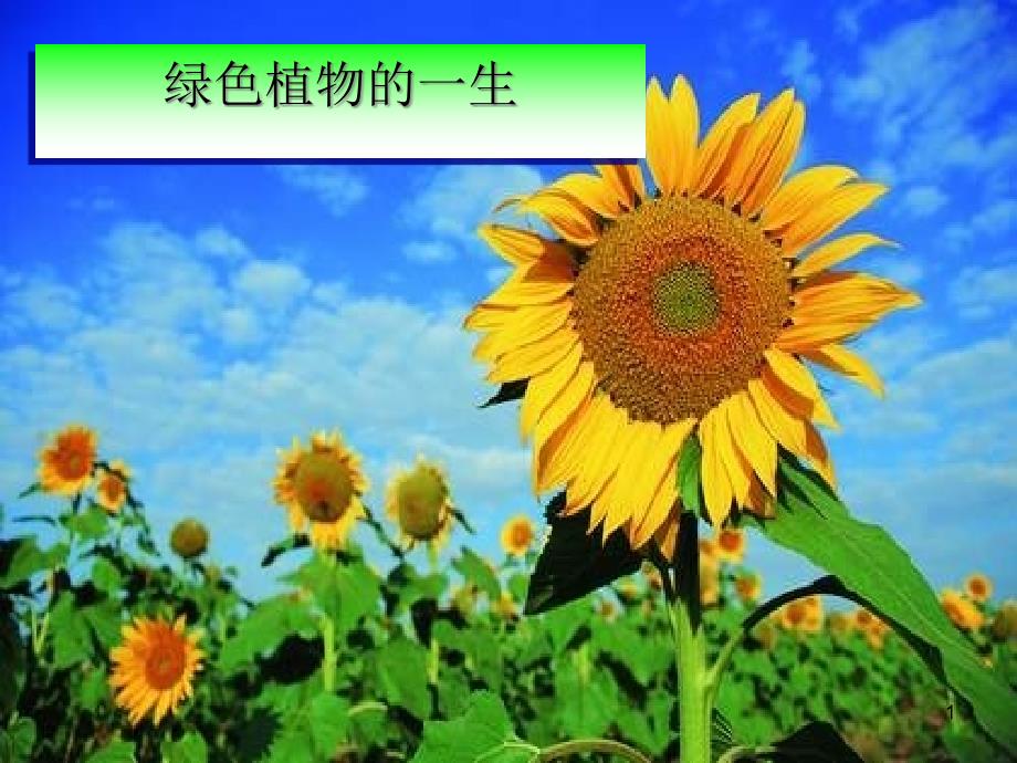 植物种子的萌发-课件6-苏教版_第1页