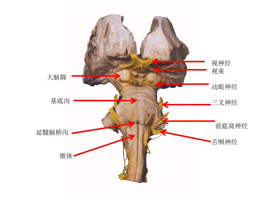 神经系统标本训练题教学课件_第1页