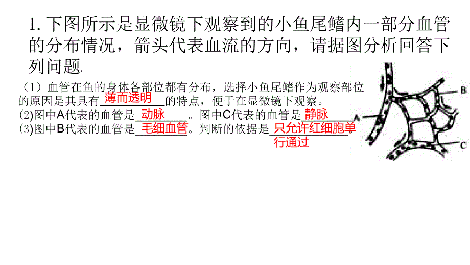 济南版生物七年级下册332物质运输的器官心脏-课件_第1页