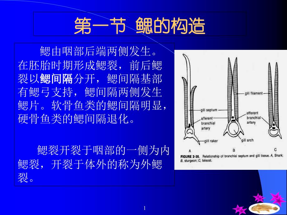 第六章-鱼类的呼吸系统课件_第1页