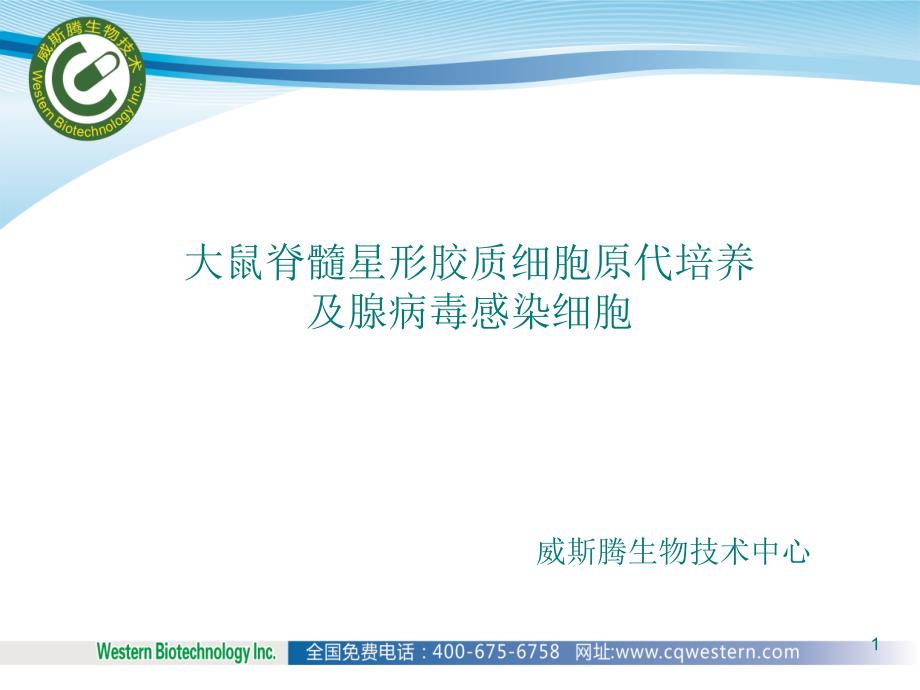 大鼠脊髓星形胶质细胞原代培养及腺病毒感染细胞——何久香1课件_第1页