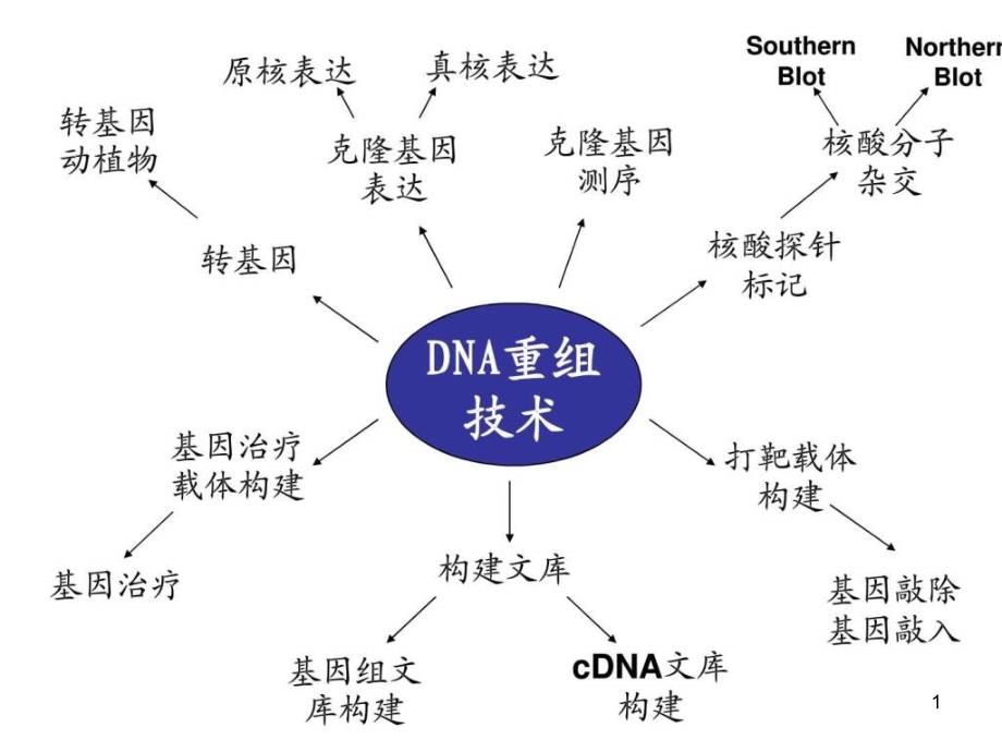 分子生物学课件(五年制)100927-_第1页