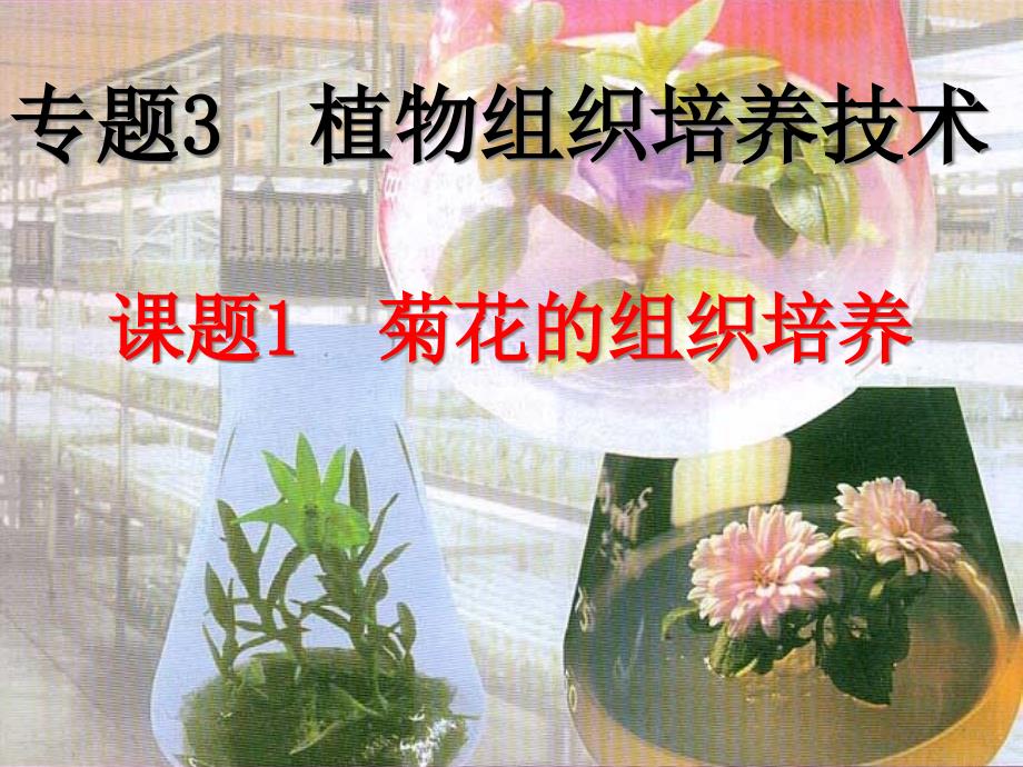 植物组织培养技术方案_第1页