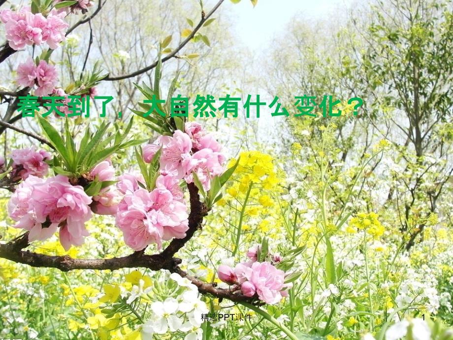 四年级科学油菜花开了课件_第1页