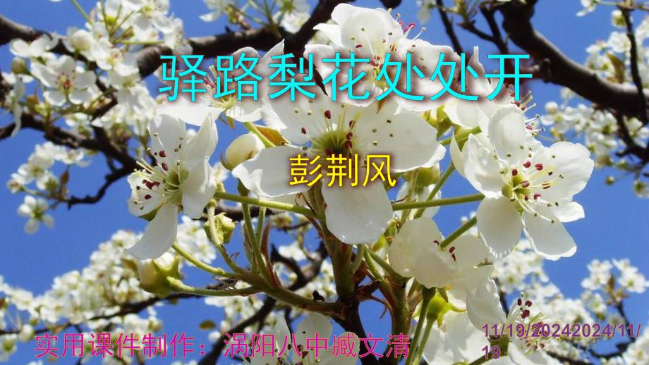 《驿路梨花》实用ppt课件_第1页