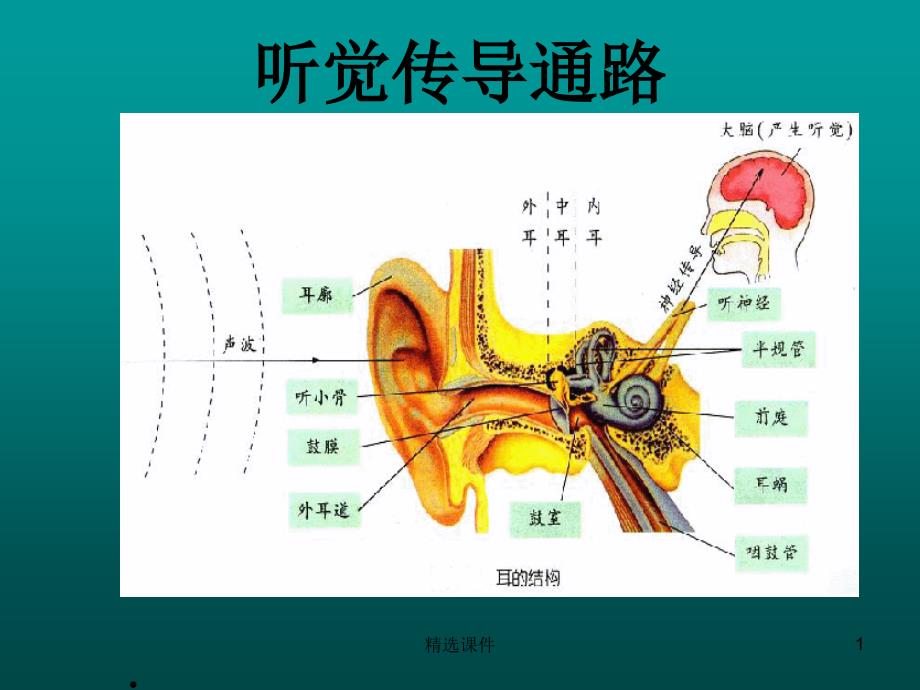 听觉传导通路课件_第1页