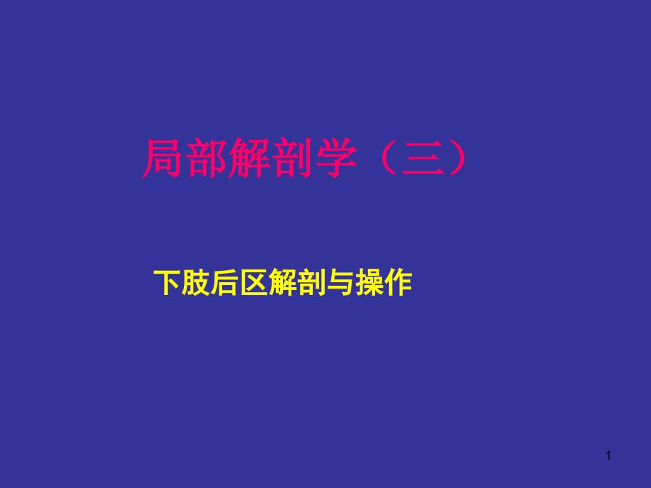 下肢后区解剖与操作人体局解剖学ppt课件_第1页