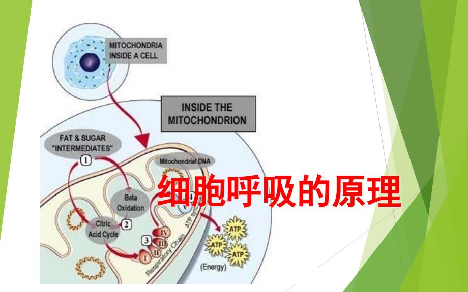 细胞呼吸专题复习(一)课件_第1页