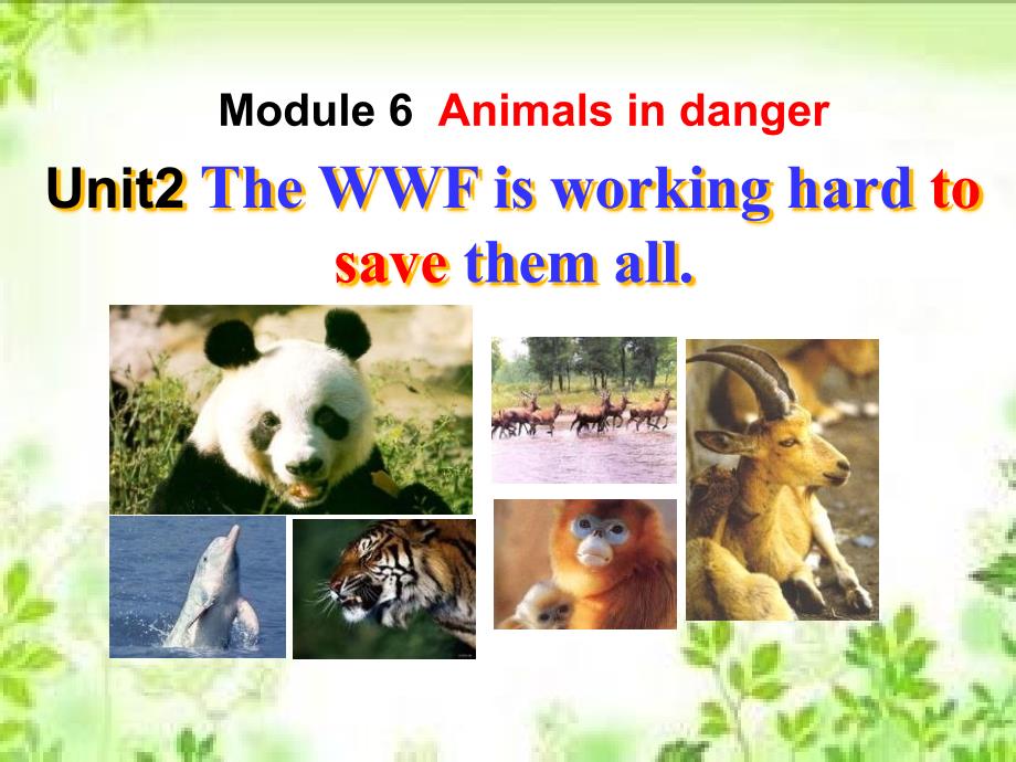 《The-WWF-is-working-hard-to-save-them-all》ppt课件-外研版八上_第1页