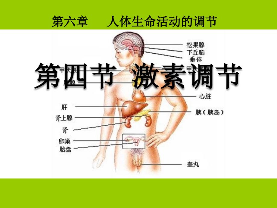 《激素调节》ppt课件_第1页