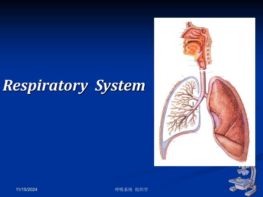 组织学与胚胎学-呼吸系统-课件_第1页