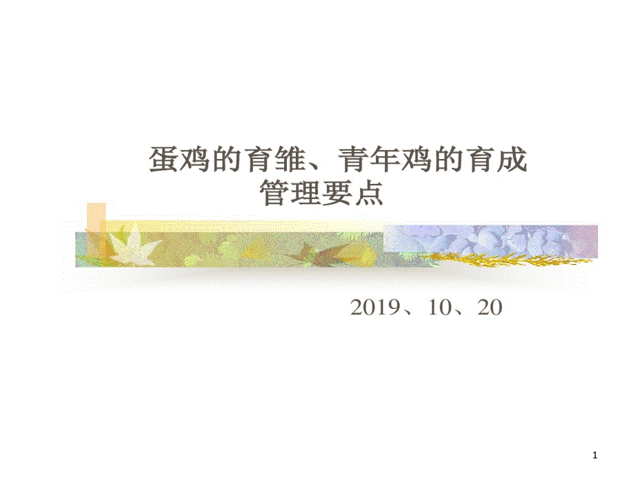 蛋鸡育雏青年鸡张课件_第1页