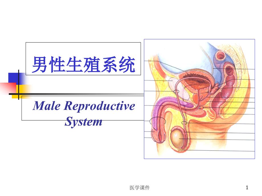 组织学与胚胎学--男性生殖系统-课件_第1页