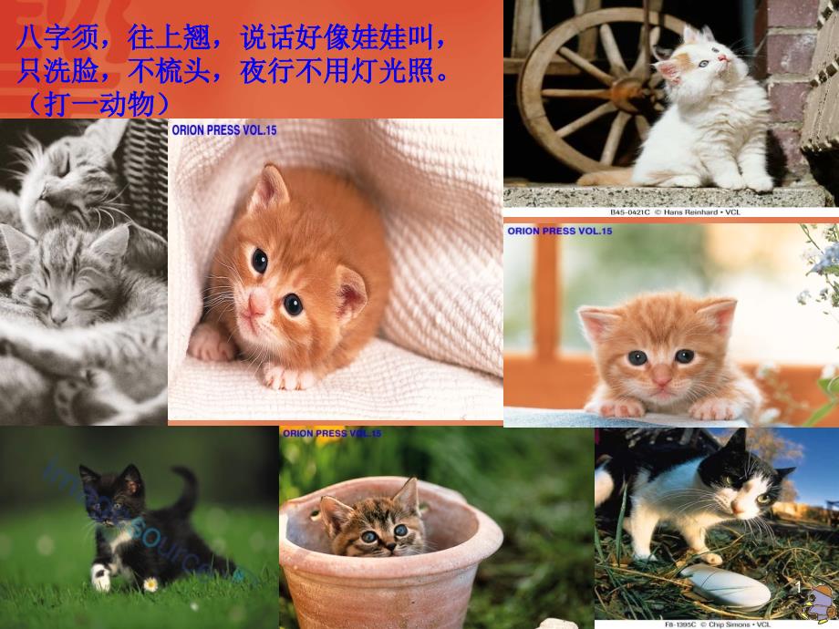 老舍《猫》课件资料_第1页