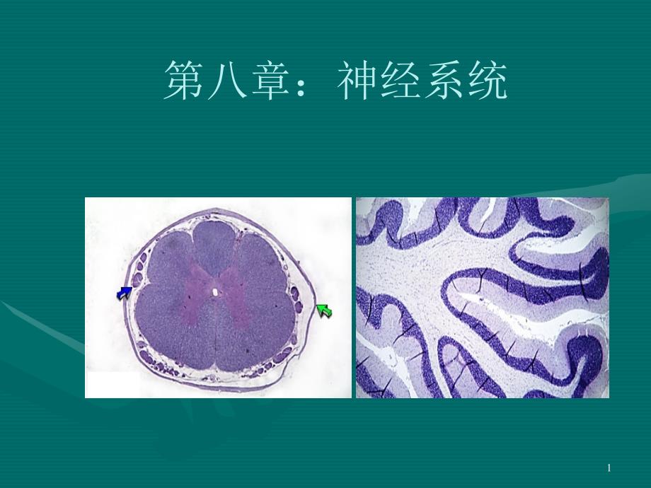 组织胚胎学--第8章神经系统课件_第1页