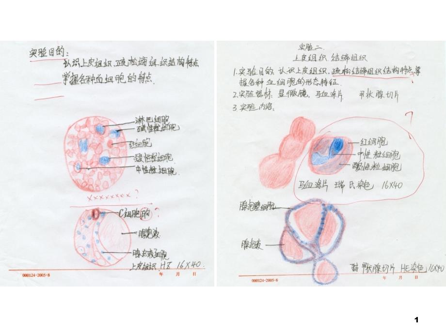 肌组织、神经组织观察课件_第1页