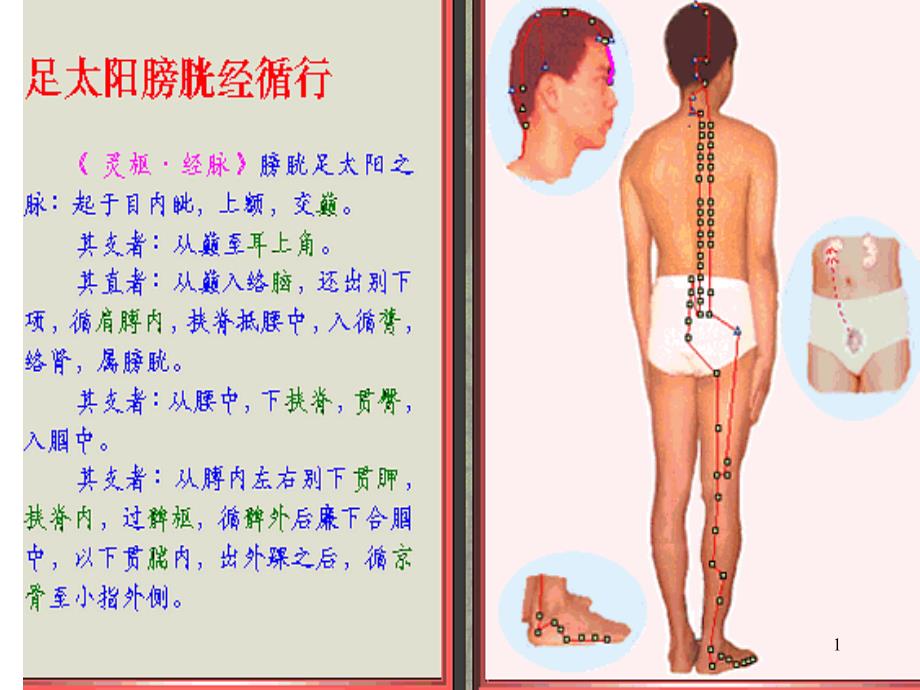 足太阳膀胱经脉循行示图1课件_002_第1页