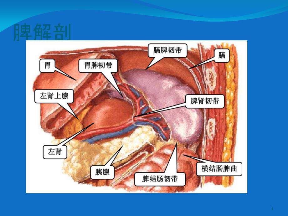 脾切除术后并发症资料课件_第1页