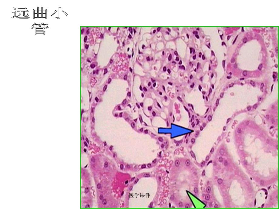 组织胚胎学切片复习-2-课件_第1页