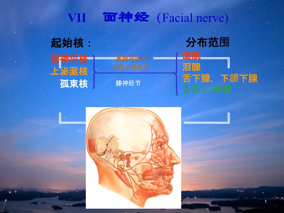 面神经解剖课件_第1页