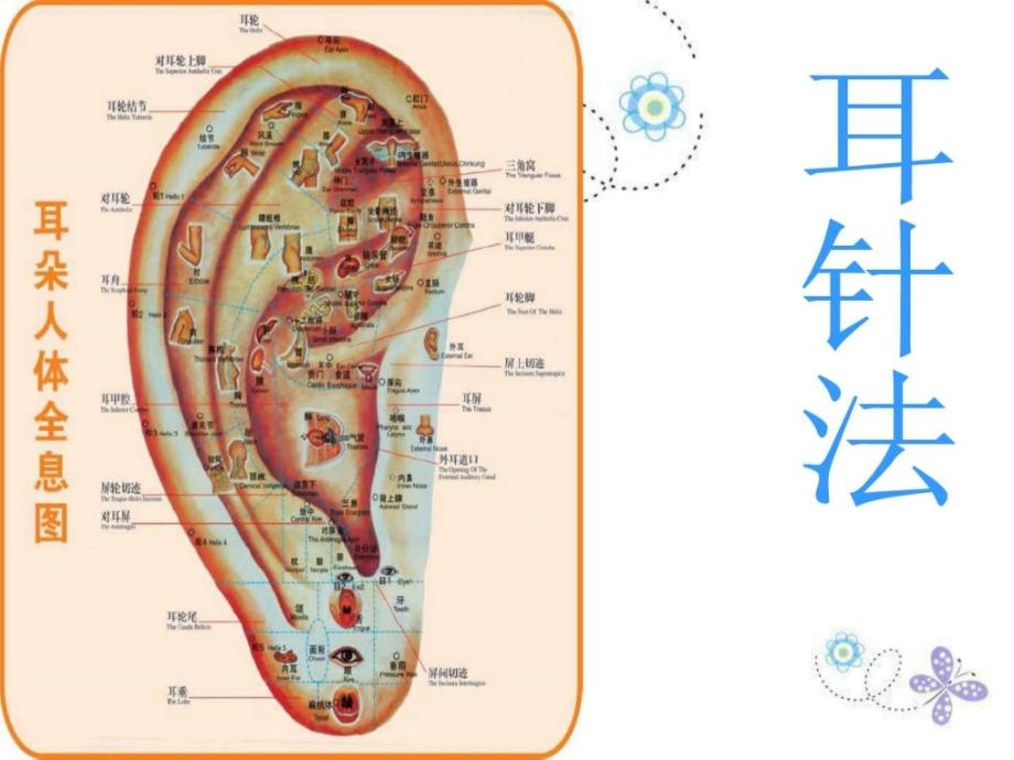 贴耳穴针法课件_第1页