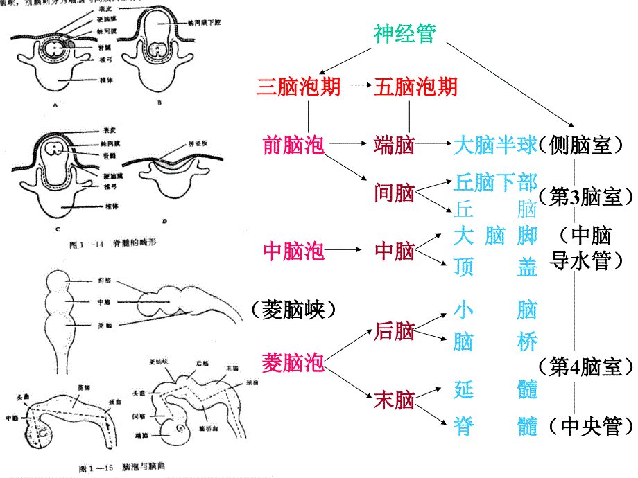 神经系统的个体发生神经解剖学讲稿_第1页