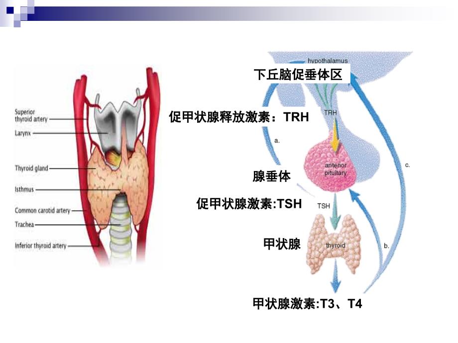 甲心病的护理_第1页