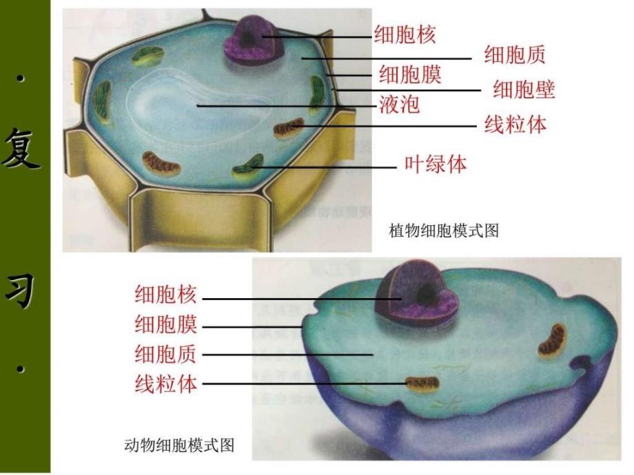 生物细胞细胞结构图文_第1页