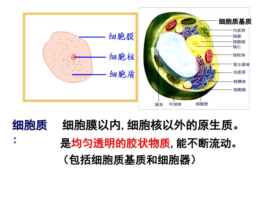 细胞器———系统内的分工合作_第1页