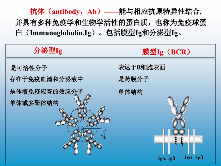 理学抗体终_第1页