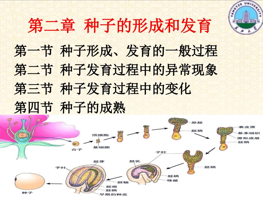 种子的形成和发育_第1页