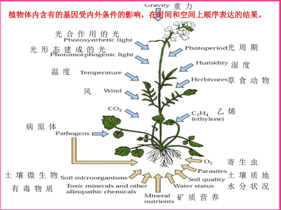 细胞信号传导_第1页