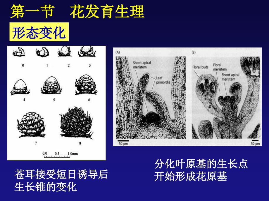 生物学植物的生殖与成熟生理_第1页