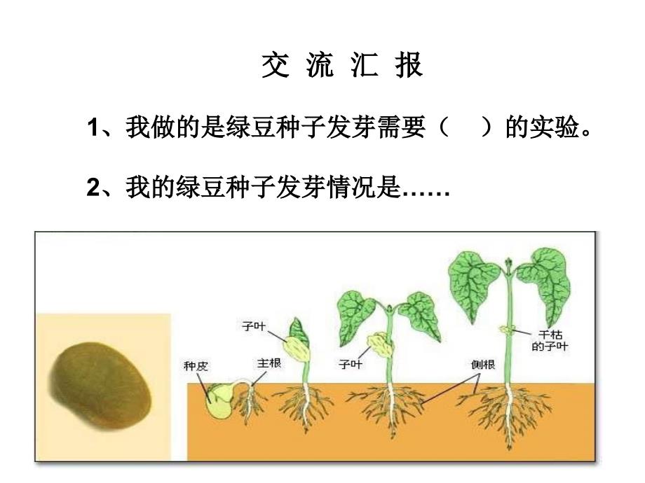 种子发芽实验二66879_第1页