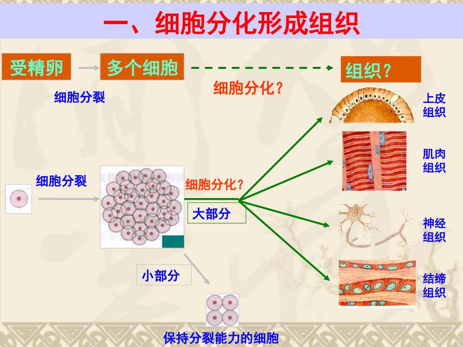 生物学动物体的结构层次_第1页