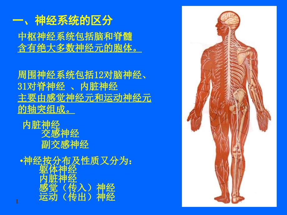 神经系统总论人体结构学_第1页