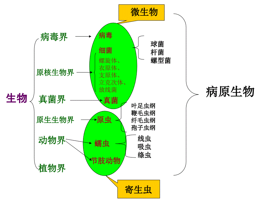 组织血液病原实验_第1页